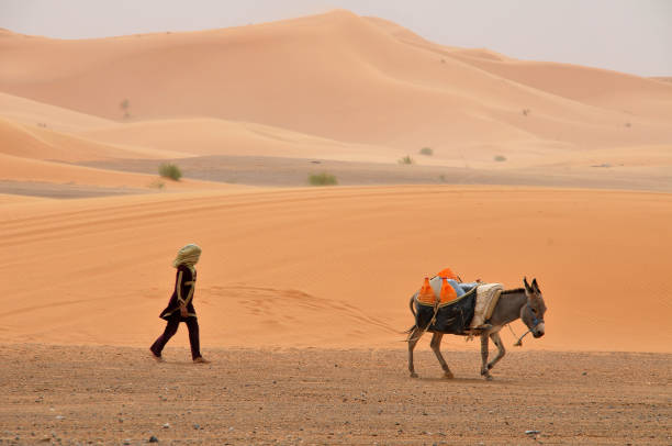 Merzouga, Morocco - March 21, 2012: Woman driving two donkeys loaded through the desert of Erg Chebbi